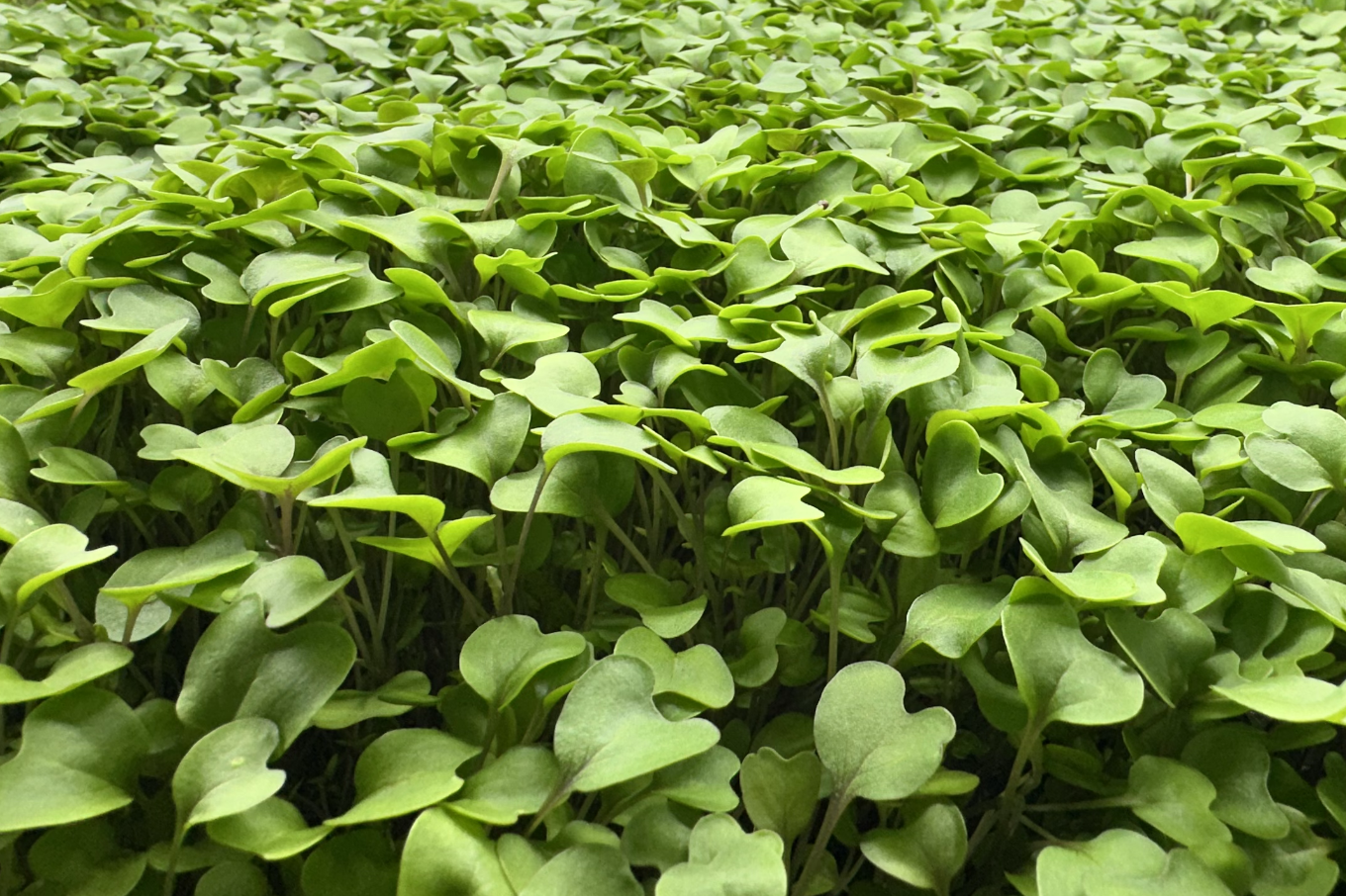Fresh microgreens