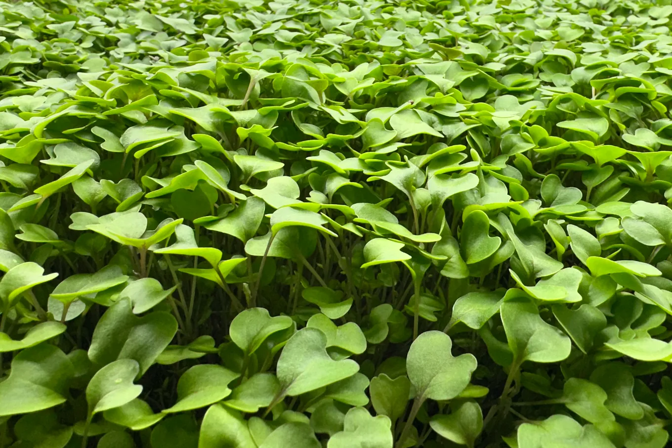 Fresh microgreens