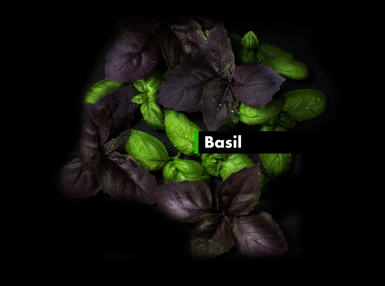 Basil