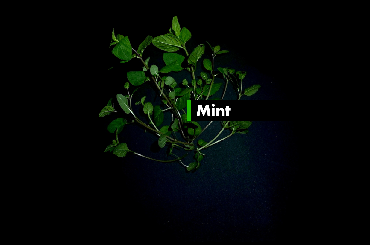 Mint