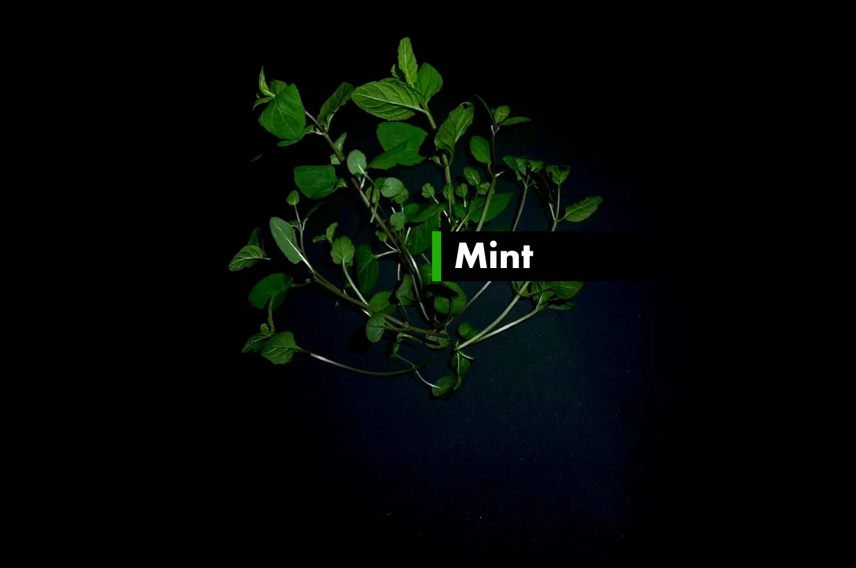Mint