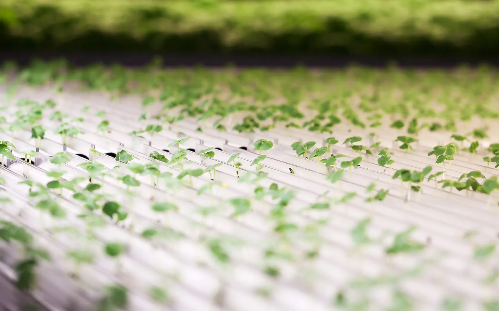 Growing system